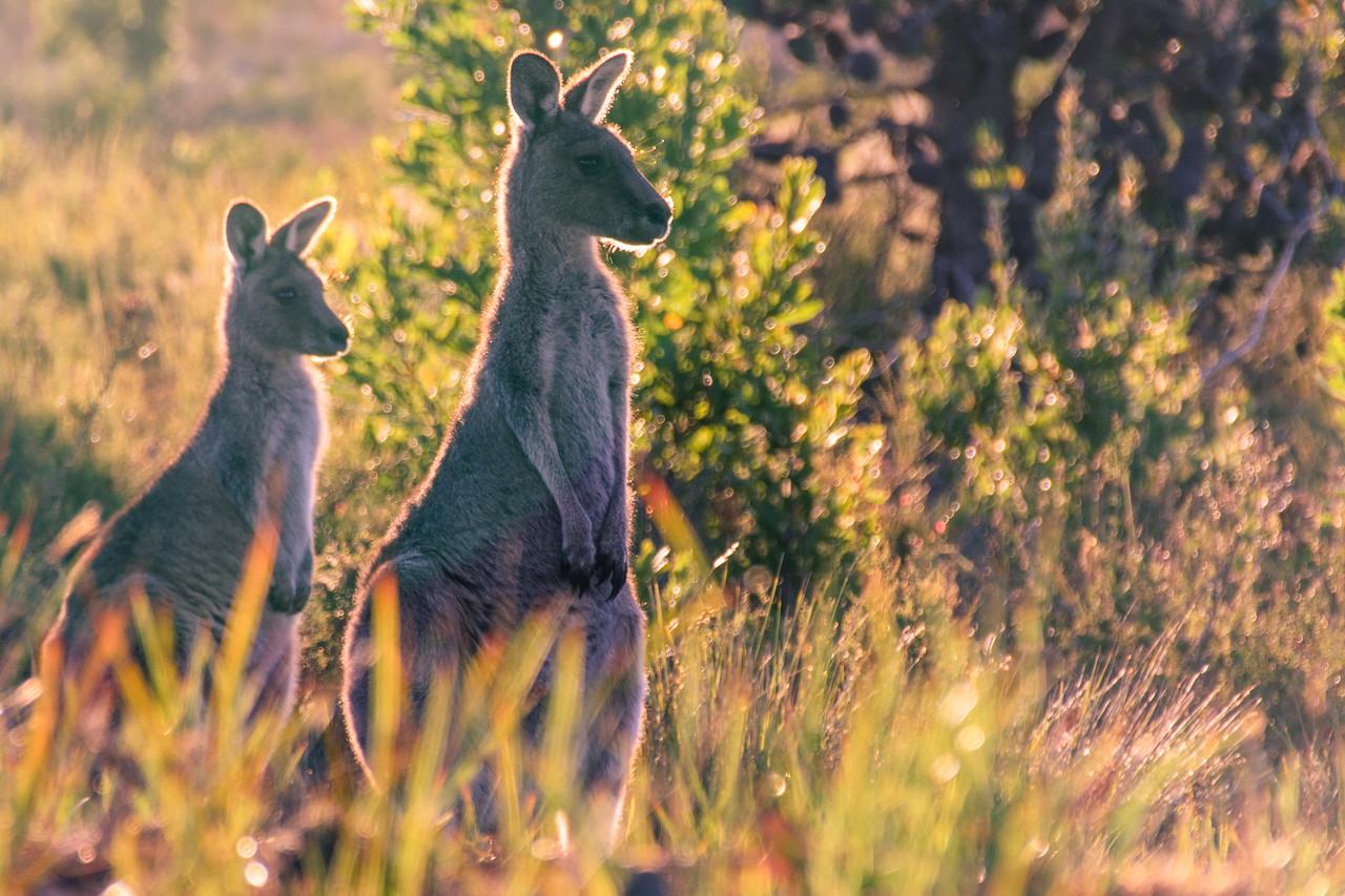 2015-03-29-Australia-8.jpg