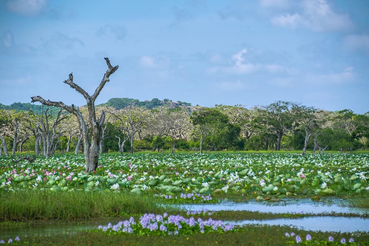 2016-01-04-Sri-Lanka-58-Edit.jpg