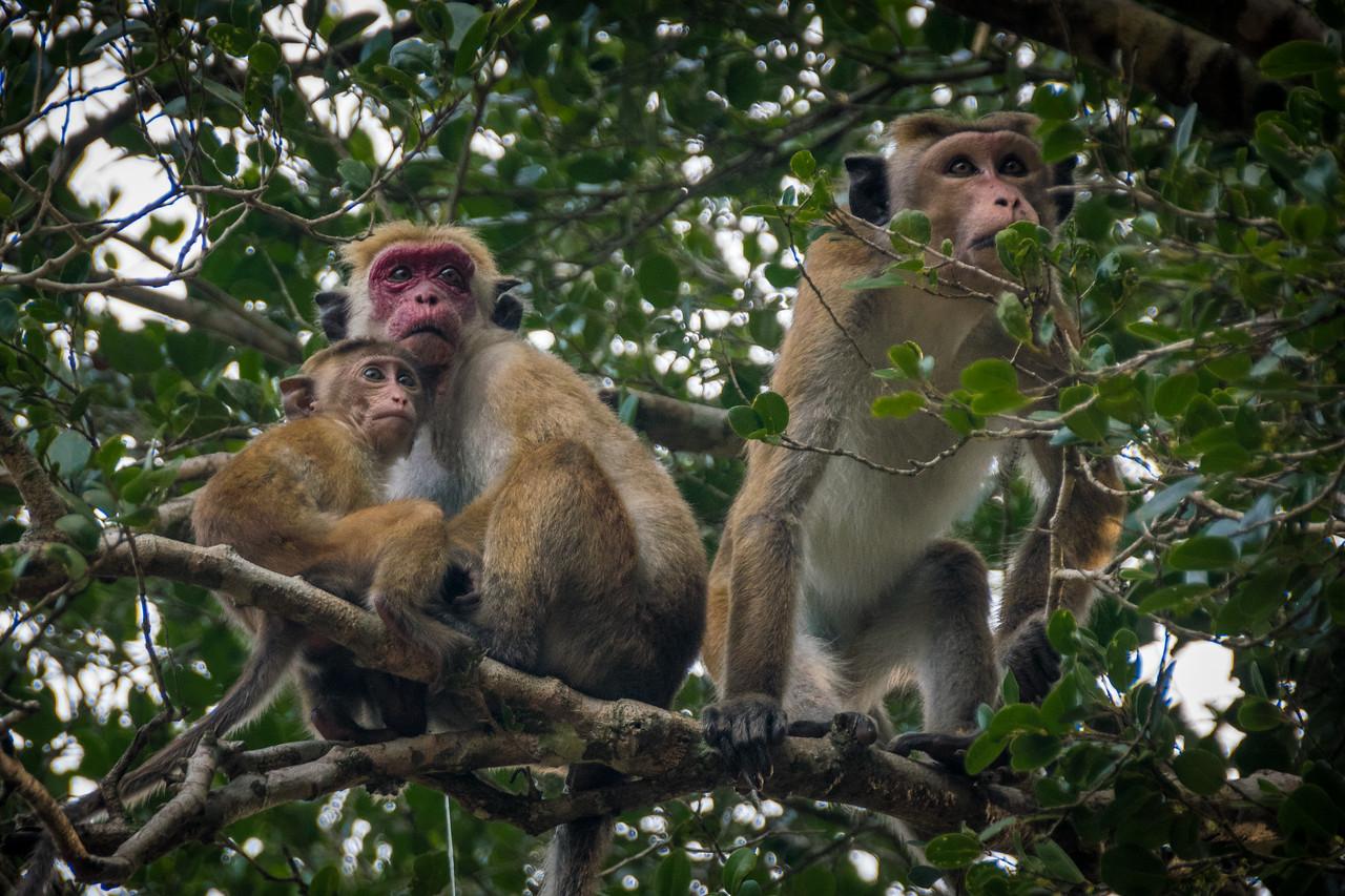 2016-01-14-Sri-Lanka-282.jpg