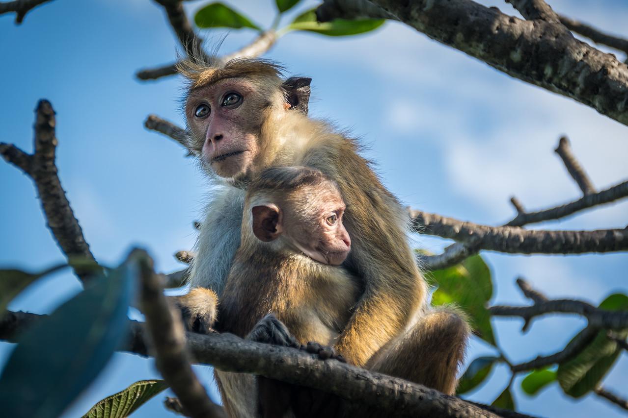 2016-01-10-Sri-Lanka-144.jpg