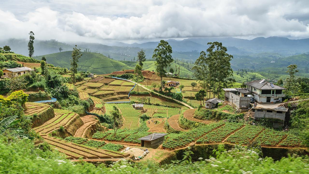 2016-01-07-Sri-Lanka-99-Edit.jpg